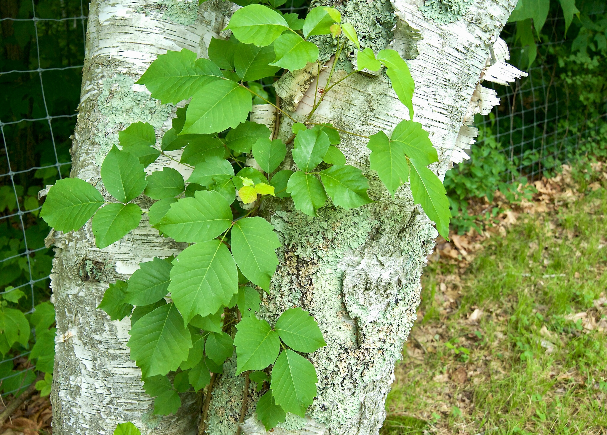 Poison Ivy What You May Not Know The New York Times