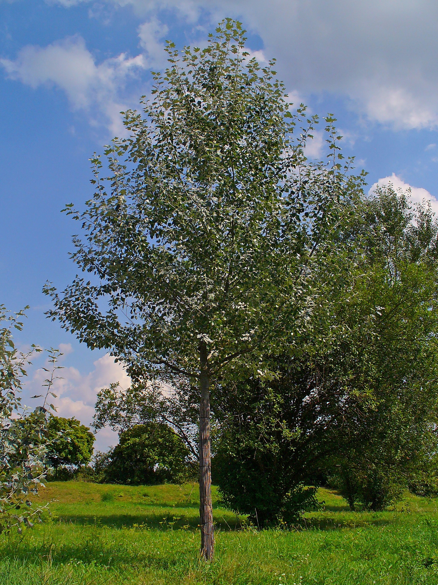 Populus Alba Wikipedia