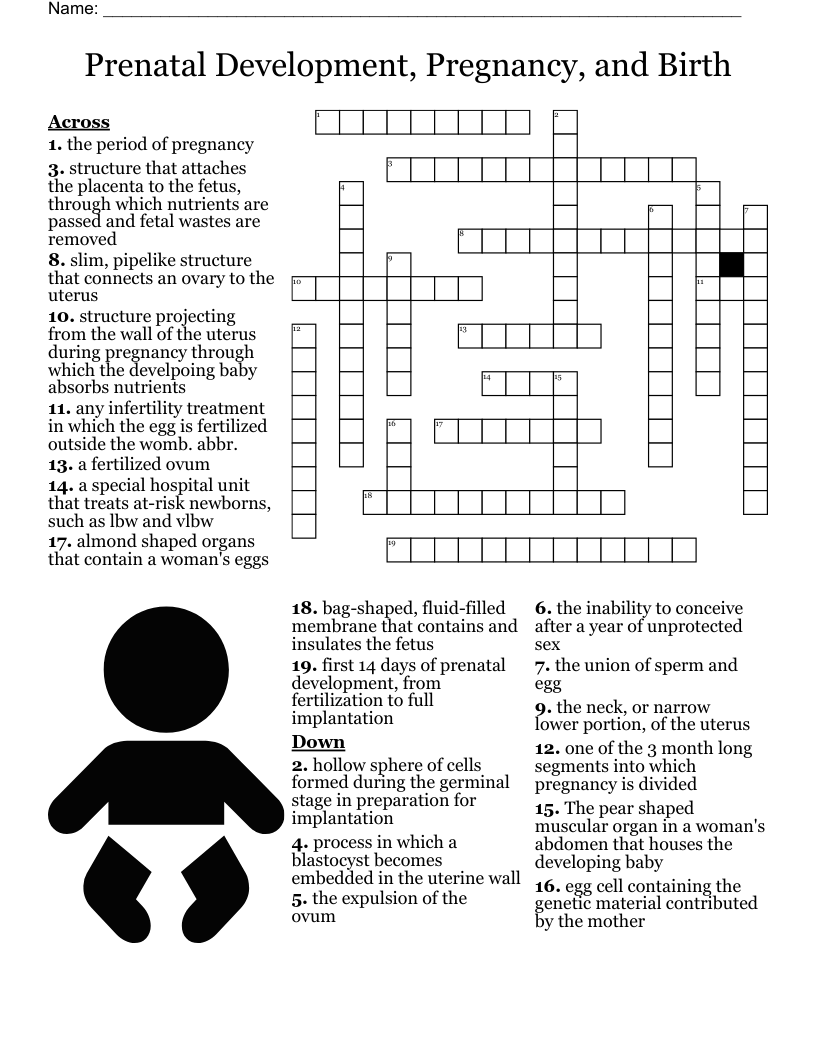 Prenatal Development Pregnancy And Birth Crossword WordMint