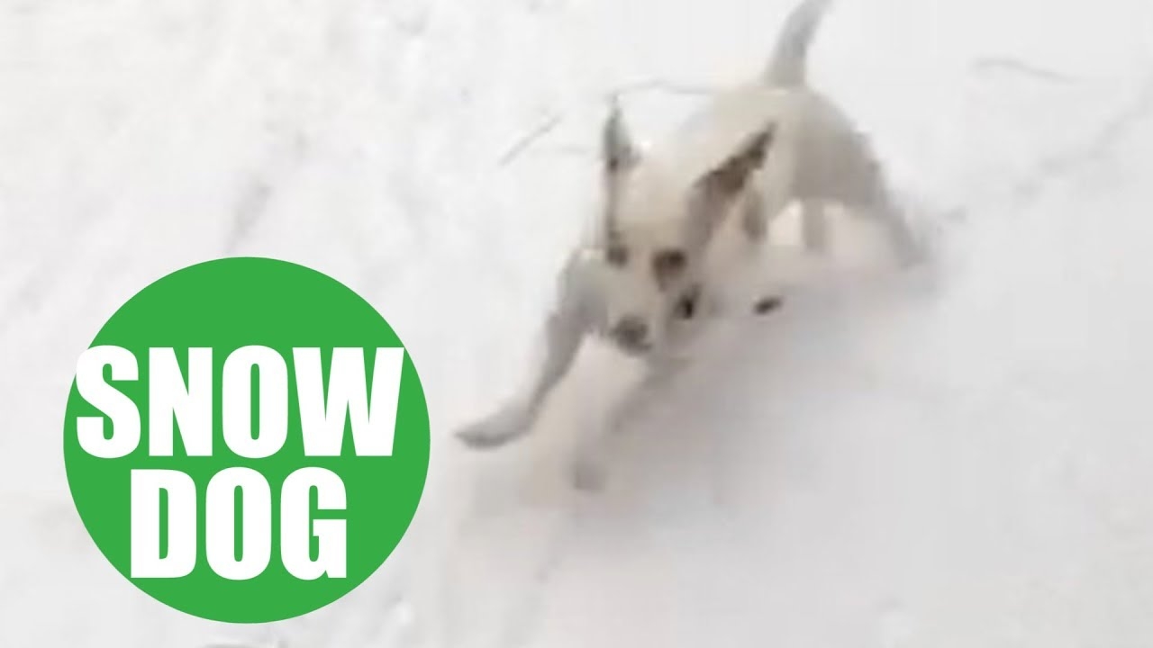 Puerto Rico Rescue Dog Goes Nuts First Time He Sees Snow Fox News