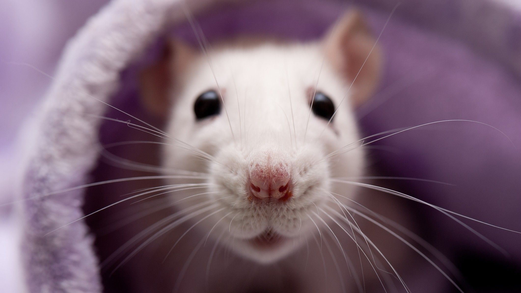 Rats Facts About These Thin tailed Medium size Rodents Live Science