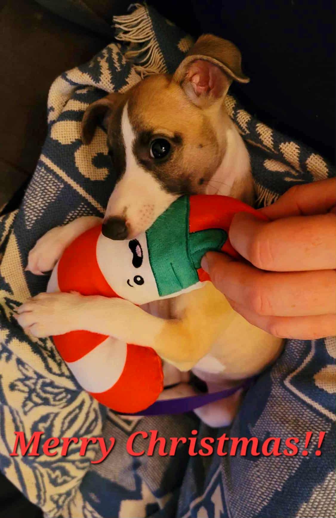 Rex Parker Does The NYT Crossword Puzzle Duino Elegies Poet FRI 12 12 25 Word From The Greek For folded Paper Hagfish Lookalikes Tropical Plants Said To Bring Good Fortune Rex Parker Does The NYT Crossword Puzzle Duino Elegies Poet FRI 12 12 25 Word From The Greek For folded Paper Hagfish Lookalikes Tropical Plants Said To Bring Good Fortune