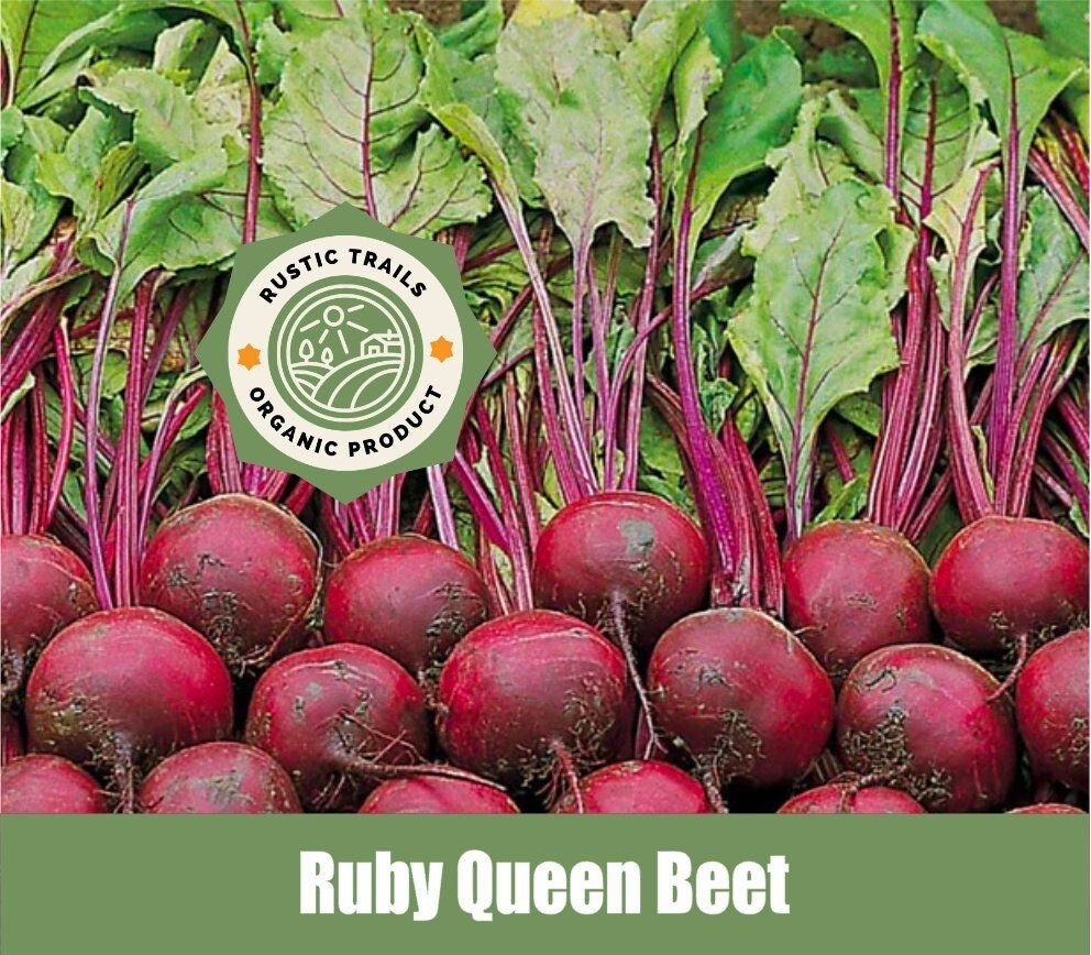 root with red skin crossword