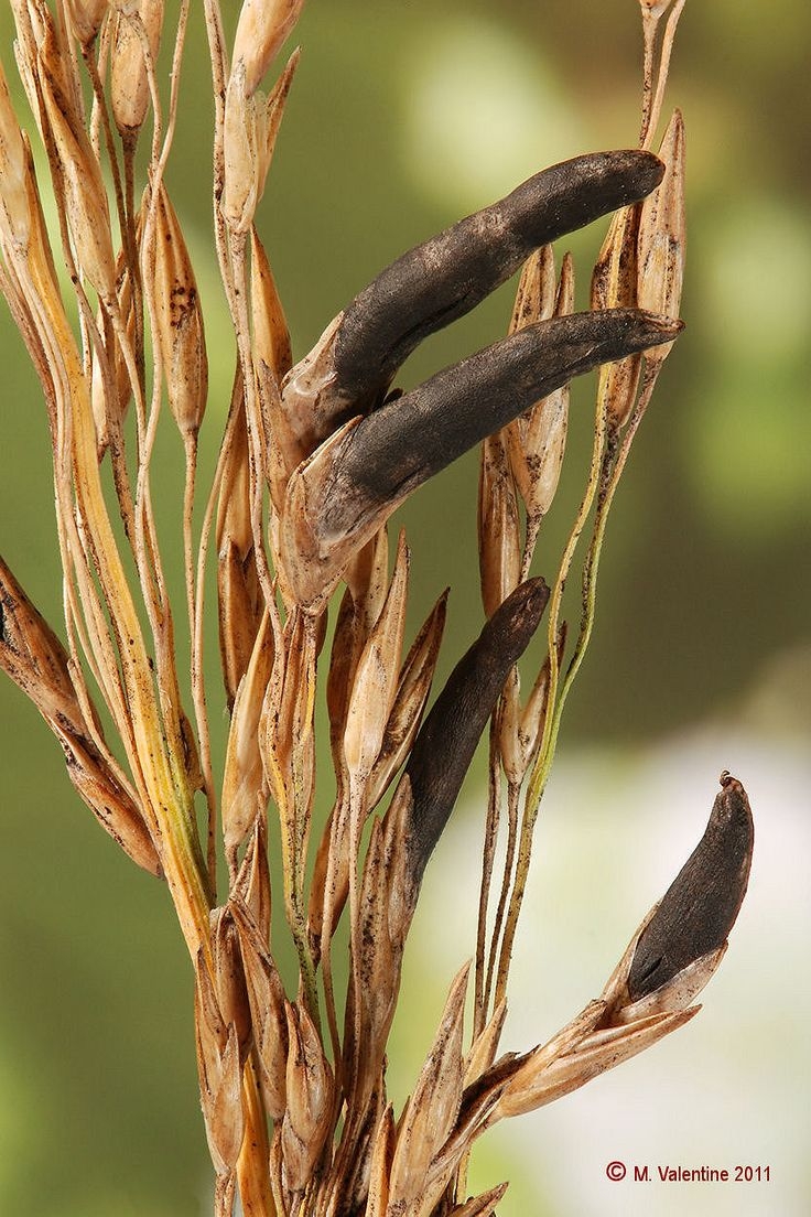 Rye Fungus Crossword Clue 5 Letters Letters