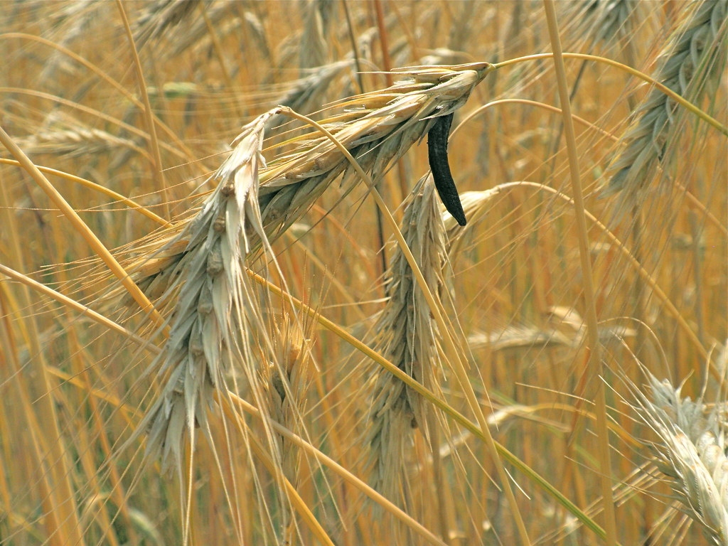 Rye Fungus Crossword Clue 5 Letters Letters