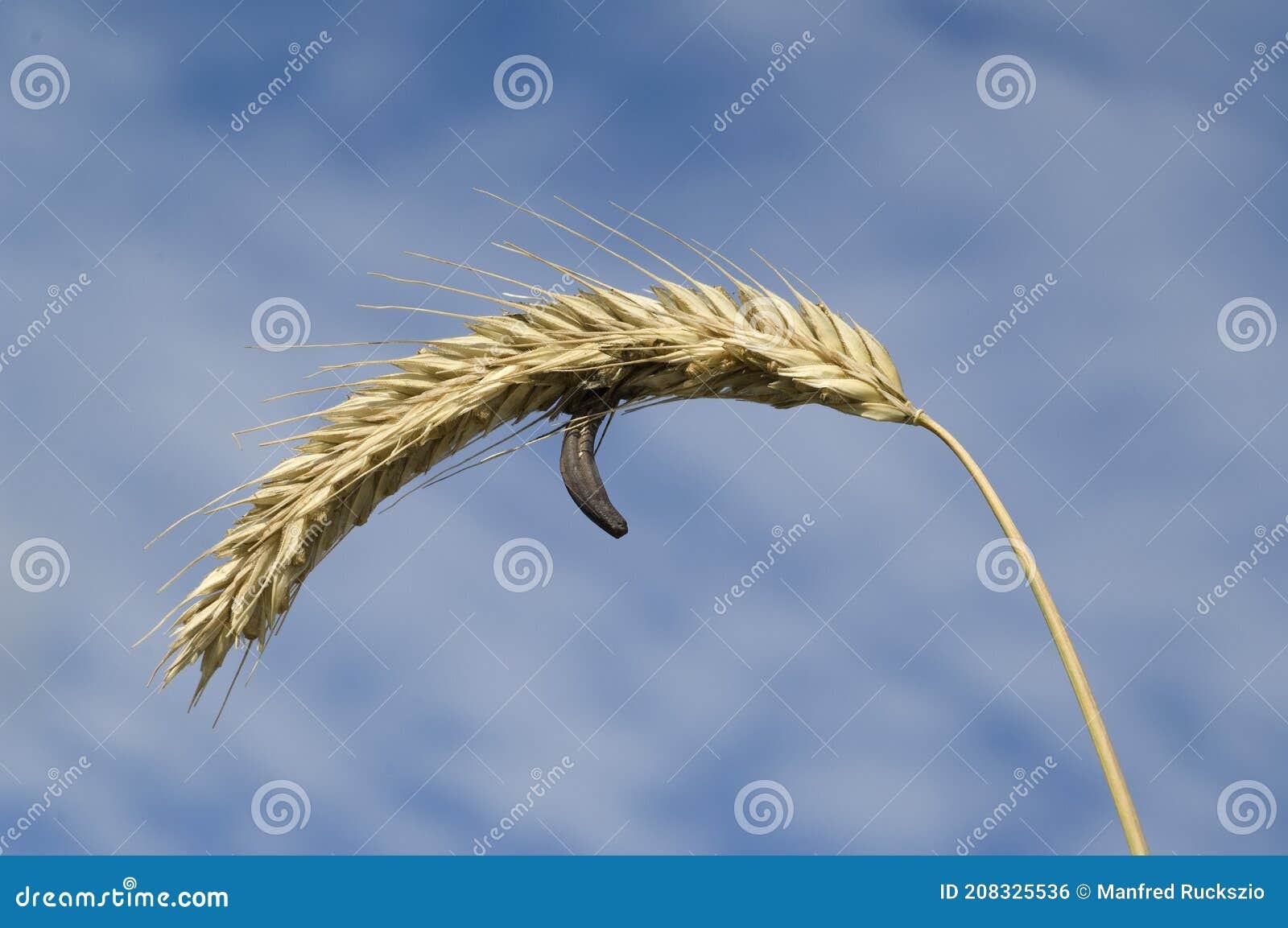 Rye Fungus Crossword Clue 5 Letters Letters