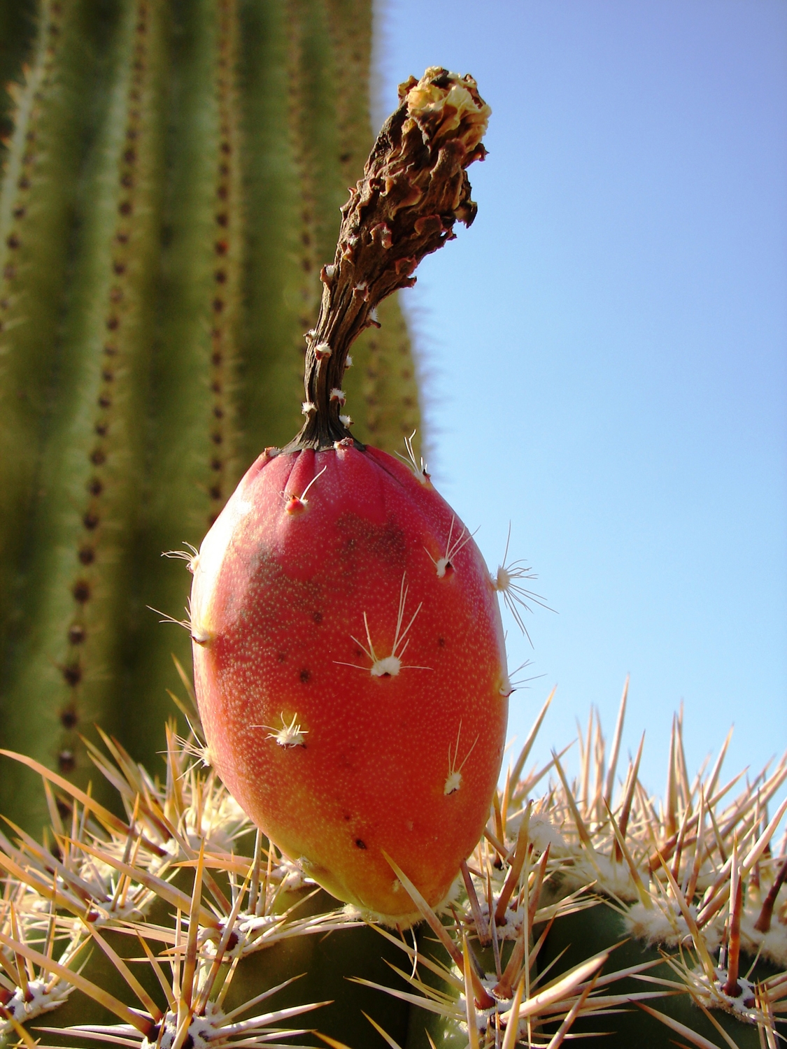 Saguaro Cactus Flower Images Sonoran Desert Pictures Page 2 Live Science Saguaro Cactus Flower Images Sonoran Desert Pictures Page 2 Live Science