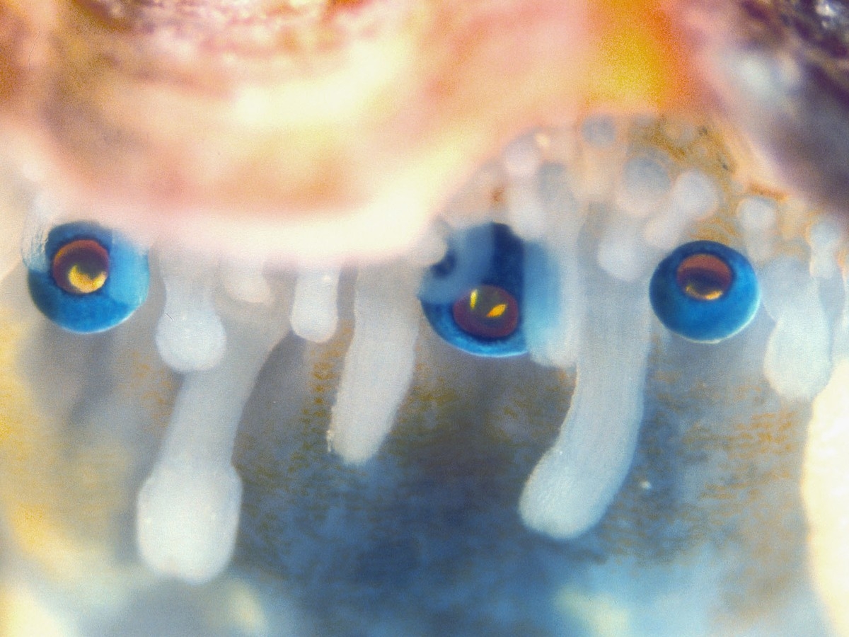 mirror eyes crossword