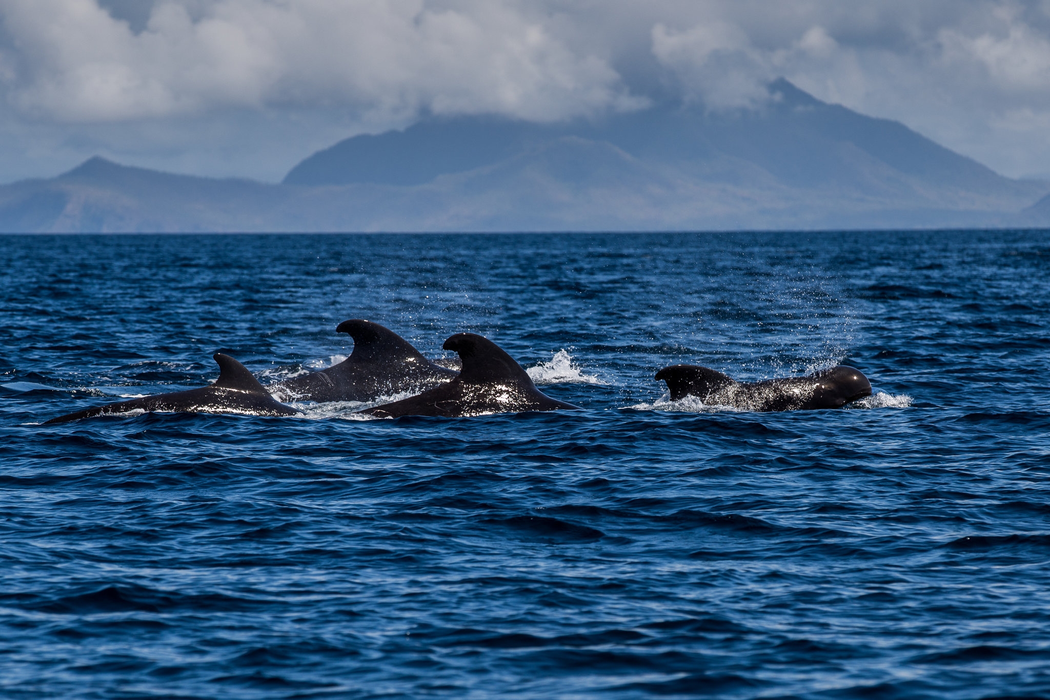 School Of Whales The New York Times School Of Whales The New York Times