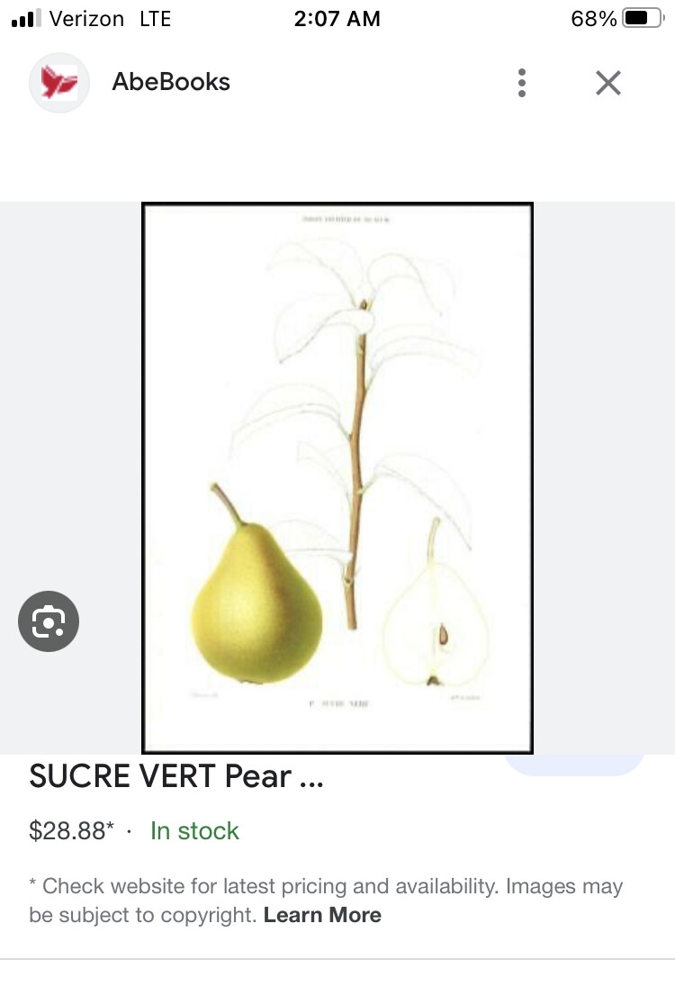 comice or seckel crossword