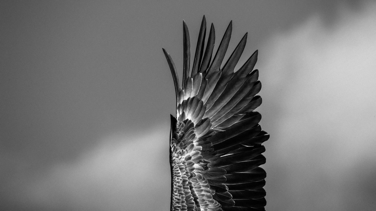 crossword clue sea eagle