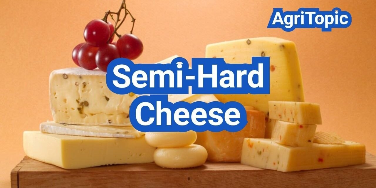 italian cheese crossword clue