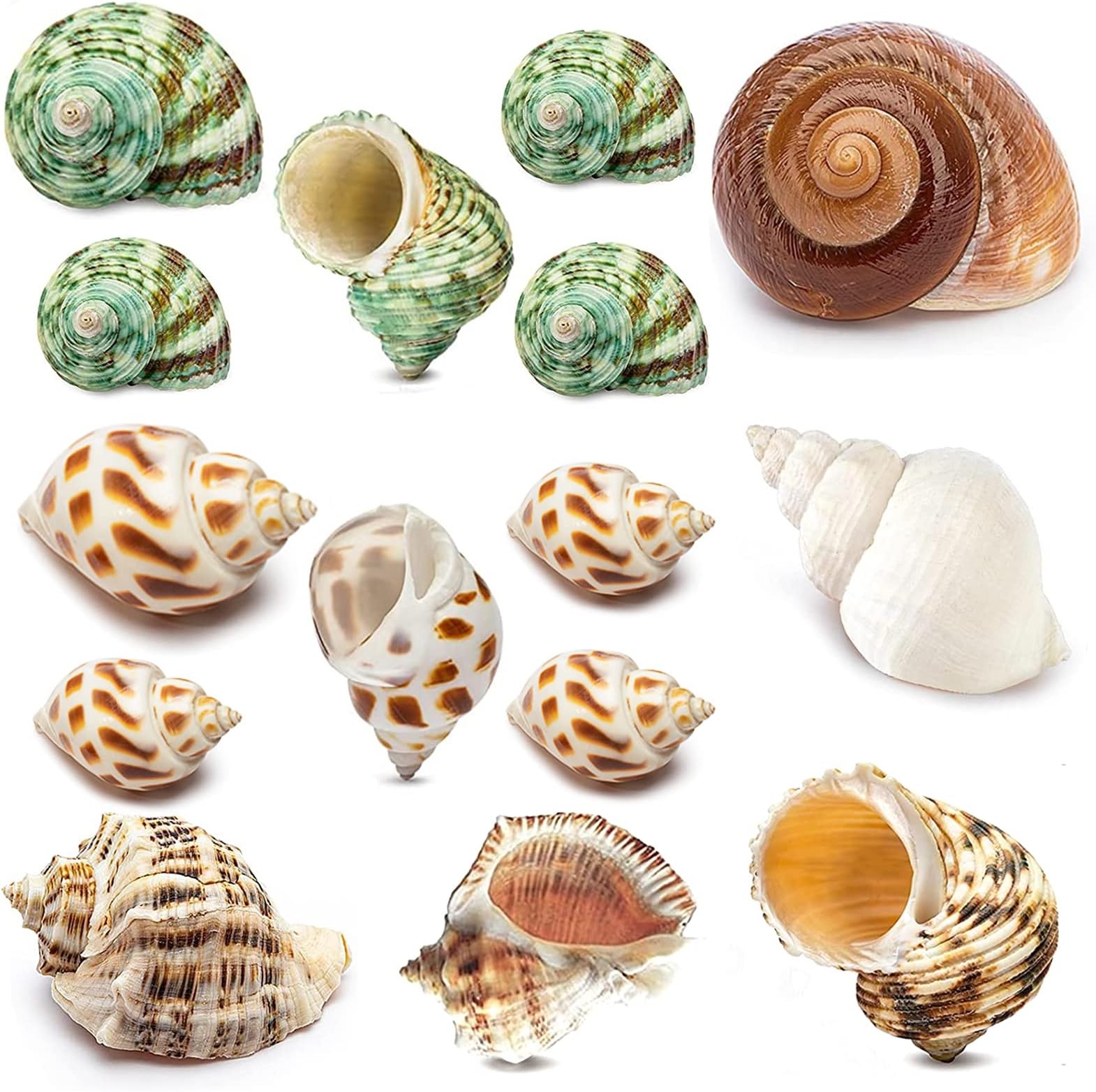 Shell Chocolates 15PCS Hermit Crab Shells Small Natural Sea Snail Conch Shell For Beach Decor Crossword Clue Shell Chocolates 15PCS Hermit Crab Shells Small Natural Sea Snail Conch Shell For Beach Decor Crossword Clue