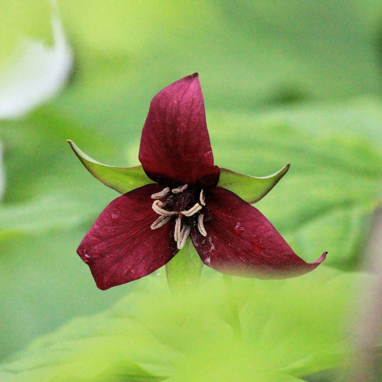 Showy Flower Crossword Clue 6 Letters