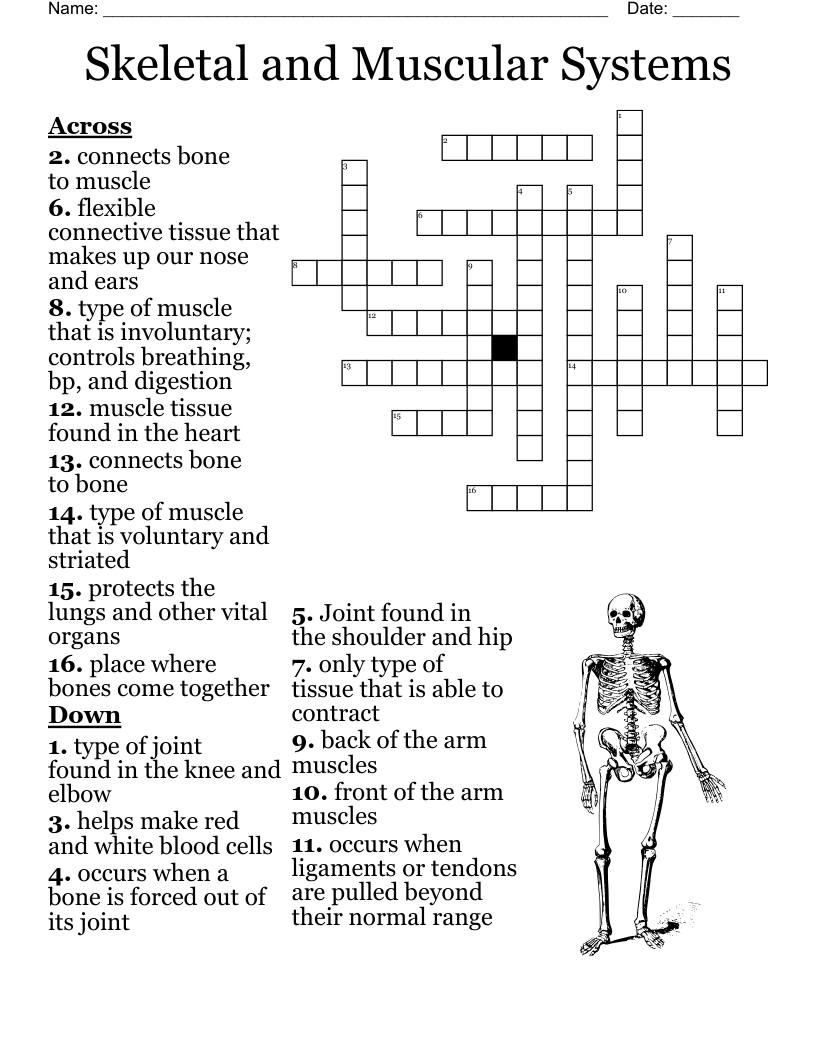 Skeletal And Muscular Systems Crossword WordMint