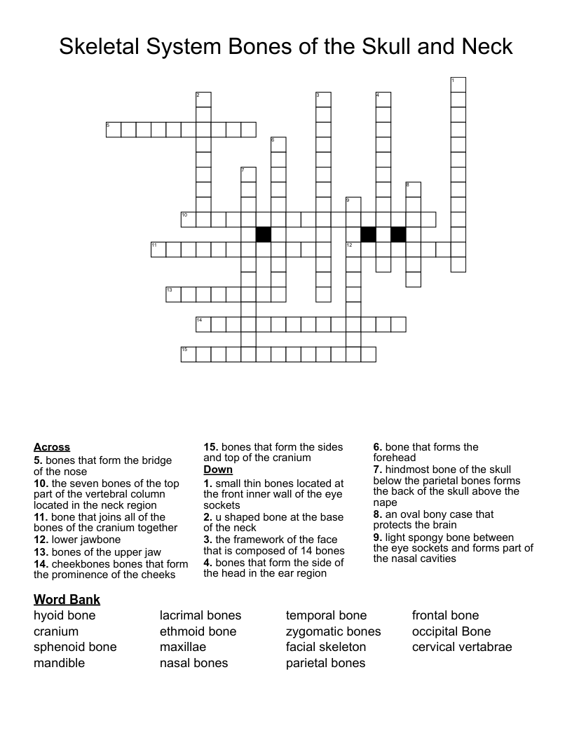 Skeletal System Bones Of The Skull And Neck Crossword WordMint