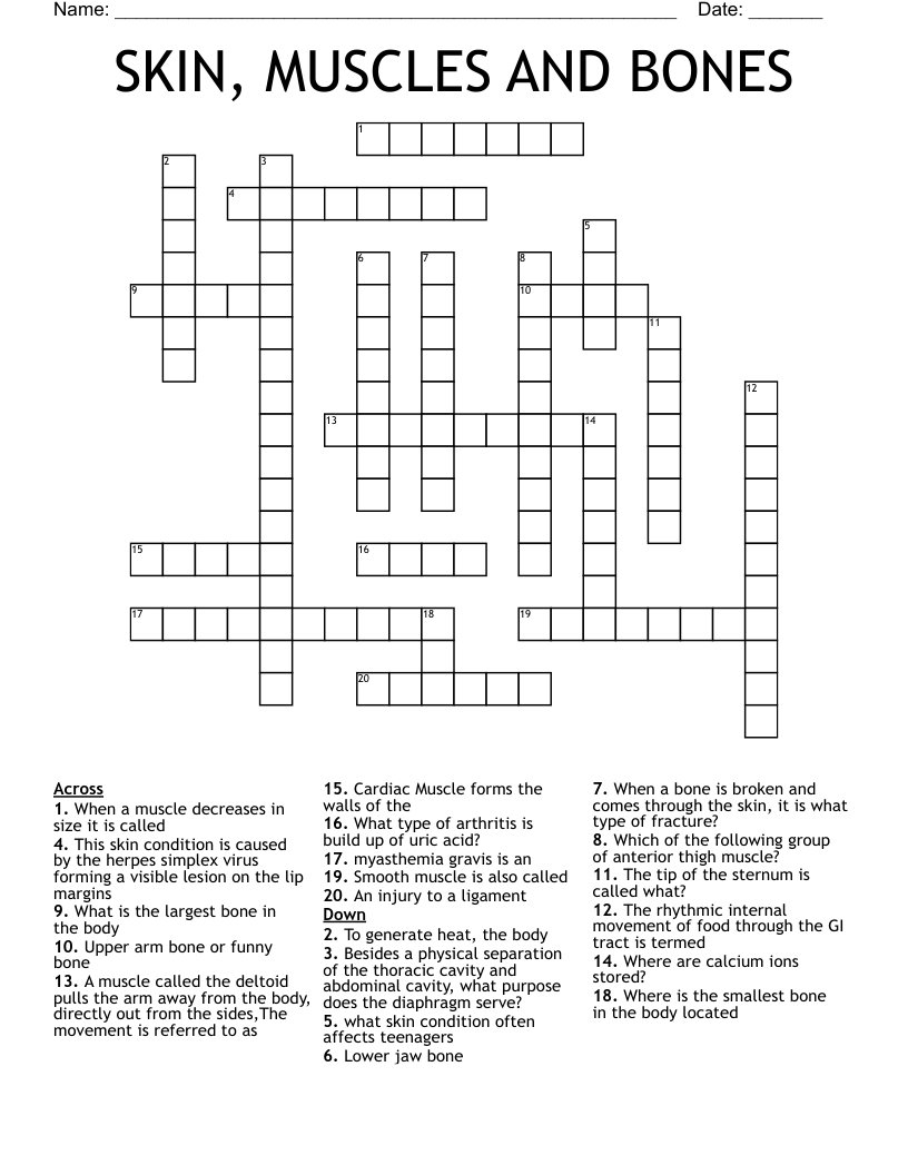 SKIN MUSCLES AND BONES Crossword WordMint