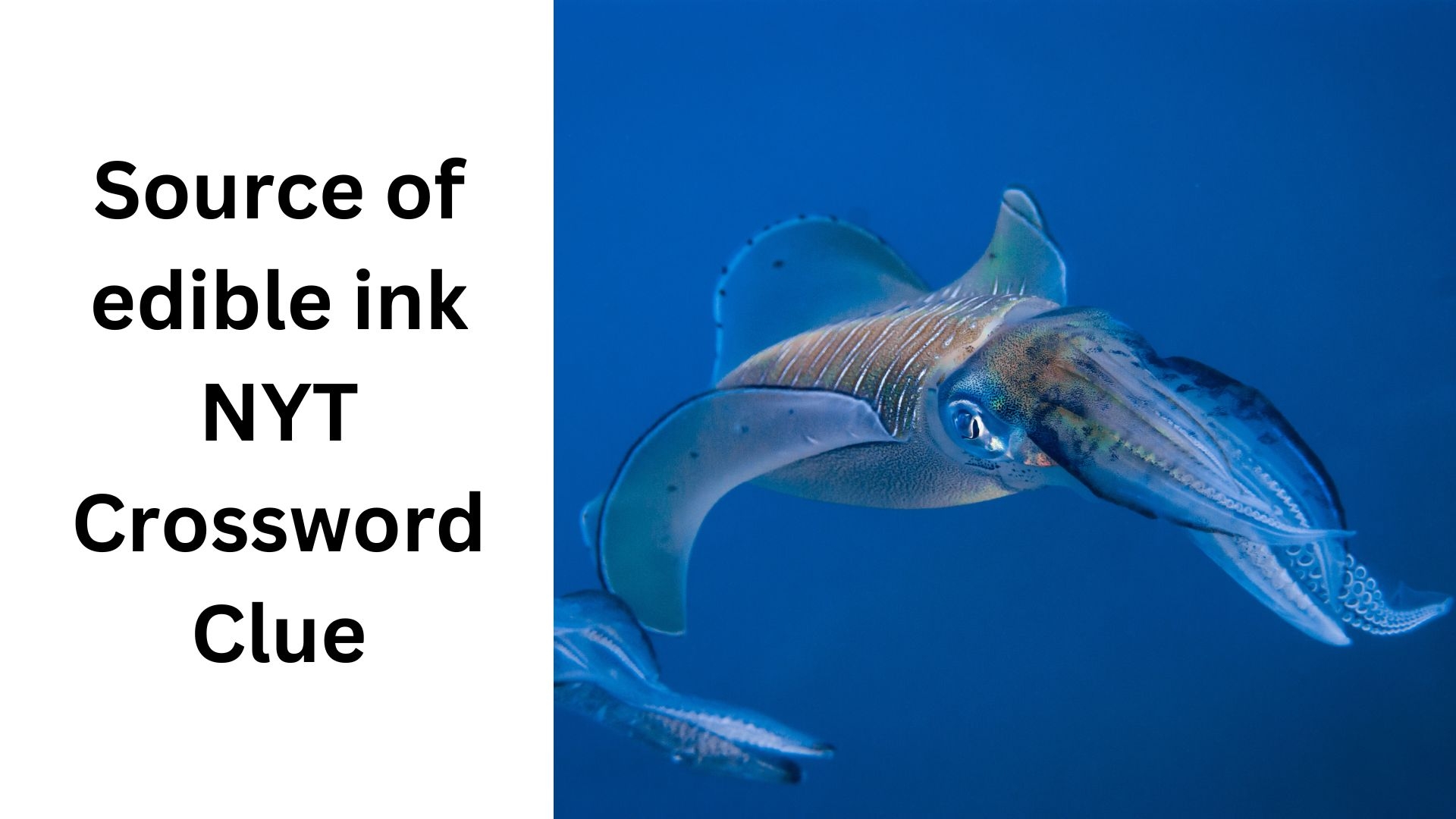 edible seaweed crossword puzzle clue