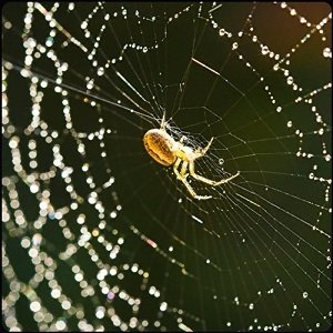 Spider Get Answers For One Clue Crossword Now Spider Get Answers For One Clue Crossword Now