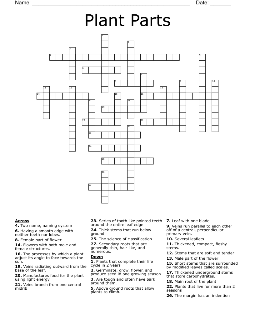 Spiky Flower Crossword Puzzle Clue Best Flower Site