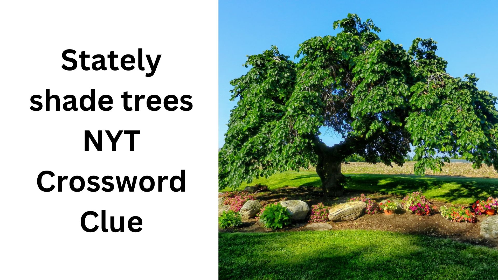 Stately Shade Trees NYT Crossword Clue November 4 2024