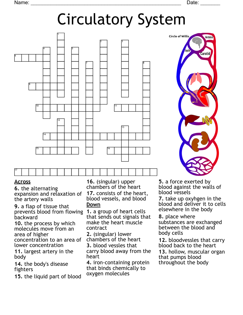Structure Of The Heart Crossword WordMint Structure Of The Heart Crossword WordMint