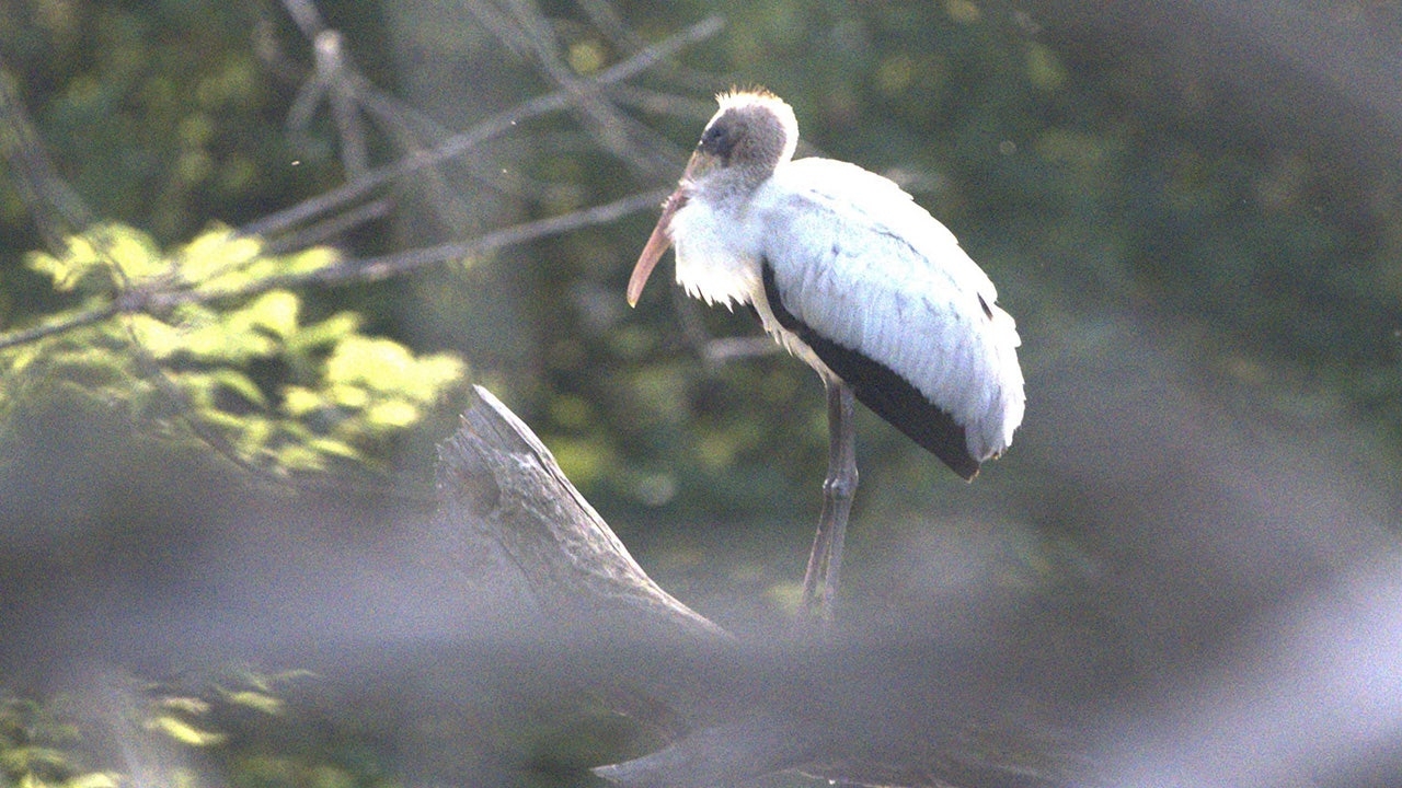 Subtropical Bird Typically Lives In Gulf Coast States And Central America Fox News Subtropical Bird Typically Lives In Gulf Coast States And Central America Fox News