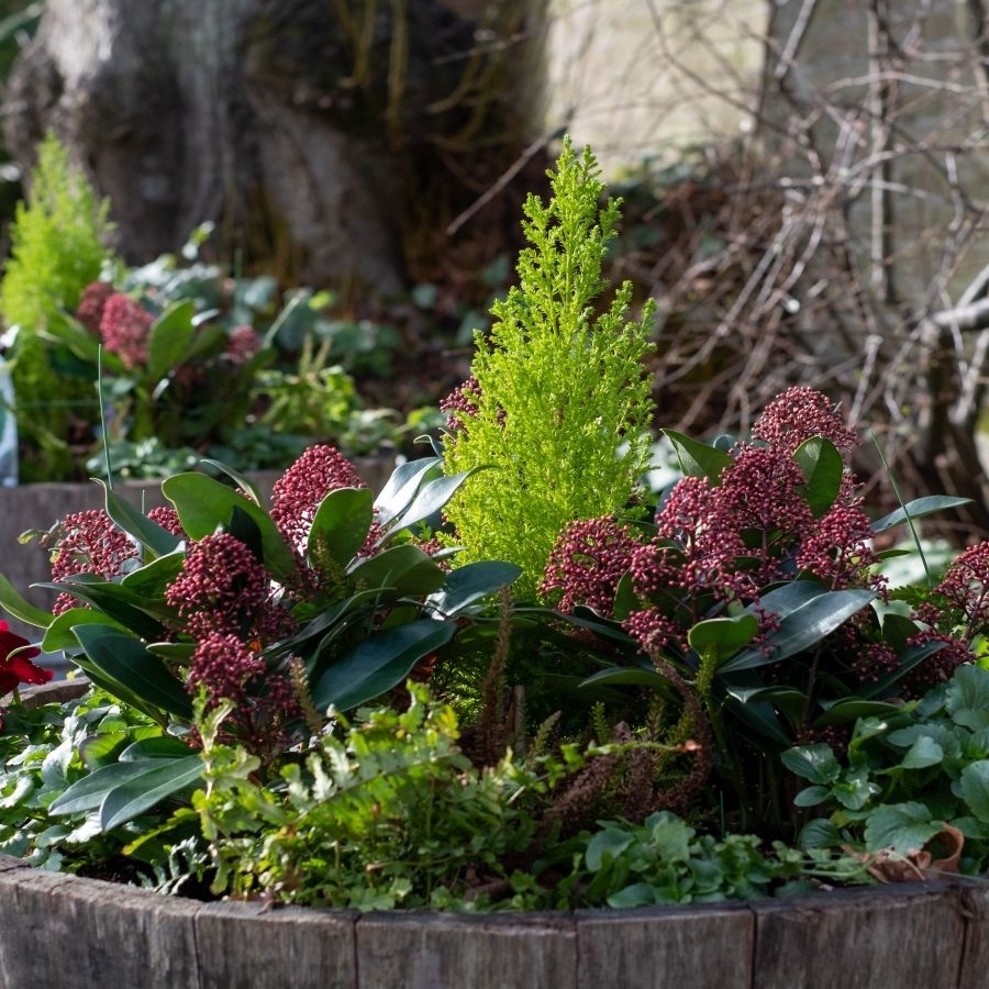 late winter flower crossword clue