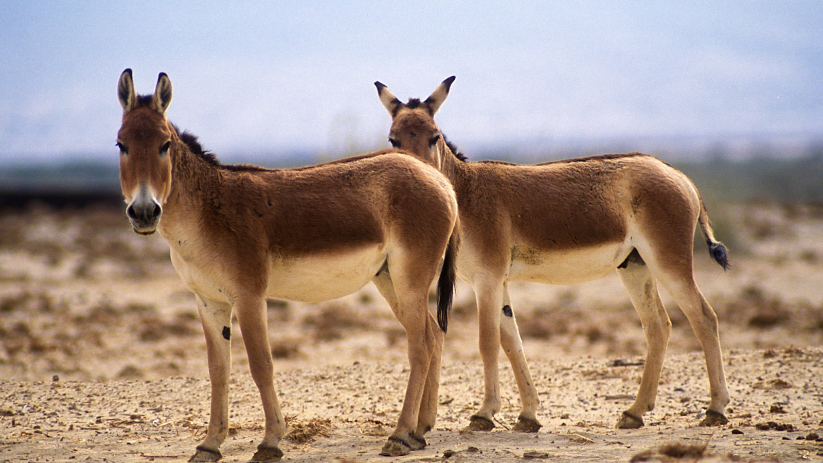 The Crossword Stumper The New York Times The Crossword Stumper The New York Times