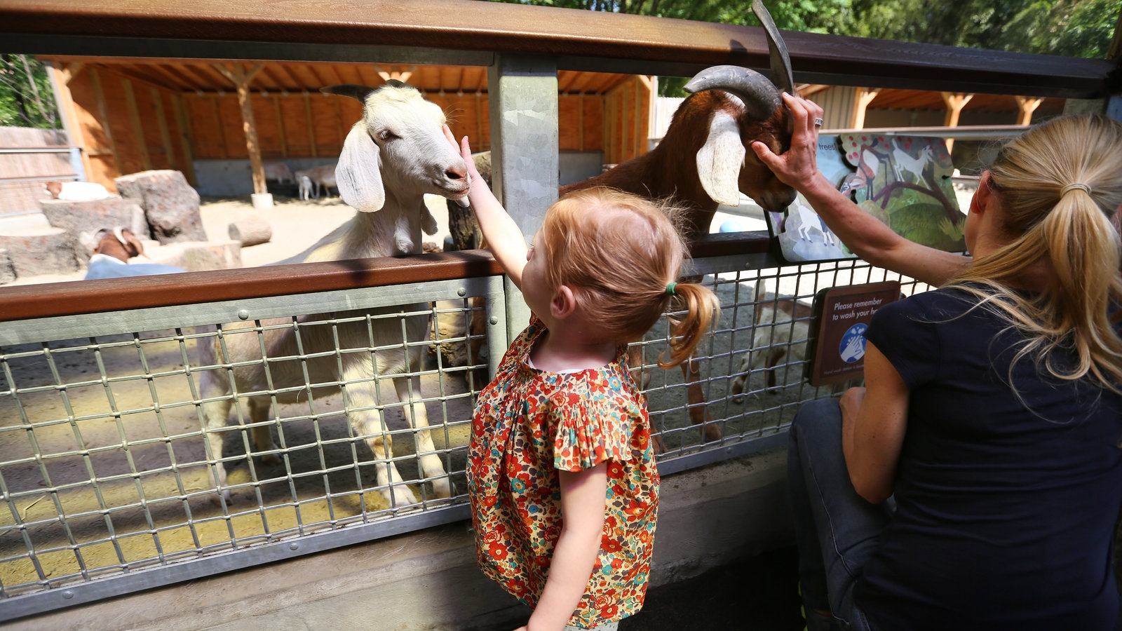 The Crossword Zoo 10 Animals You Should Know The New York Times