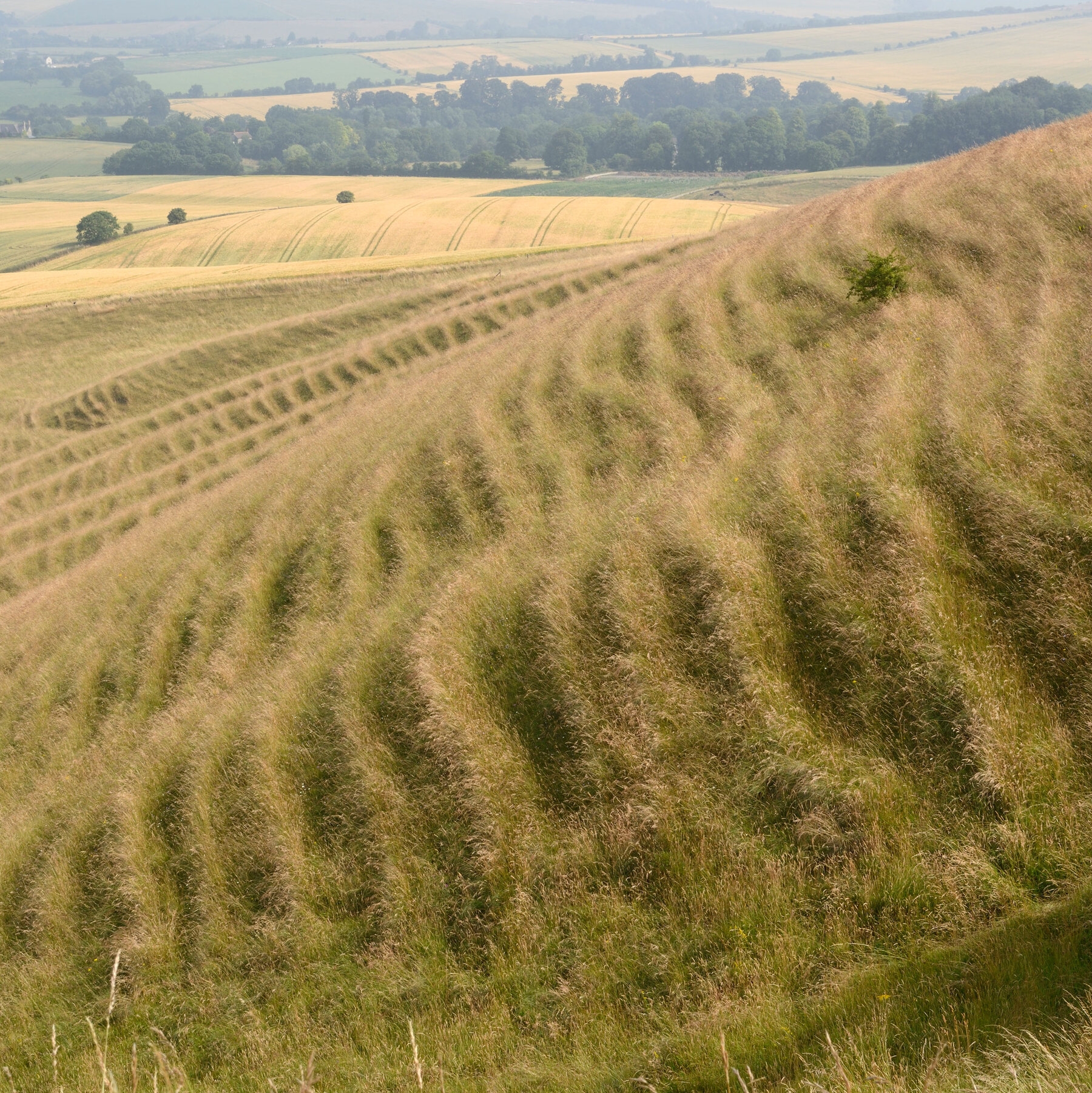 grassy plain crossword clue