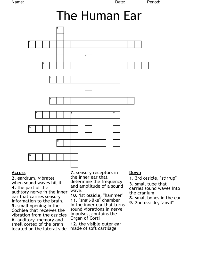 The Human Ear Crossword WordMint