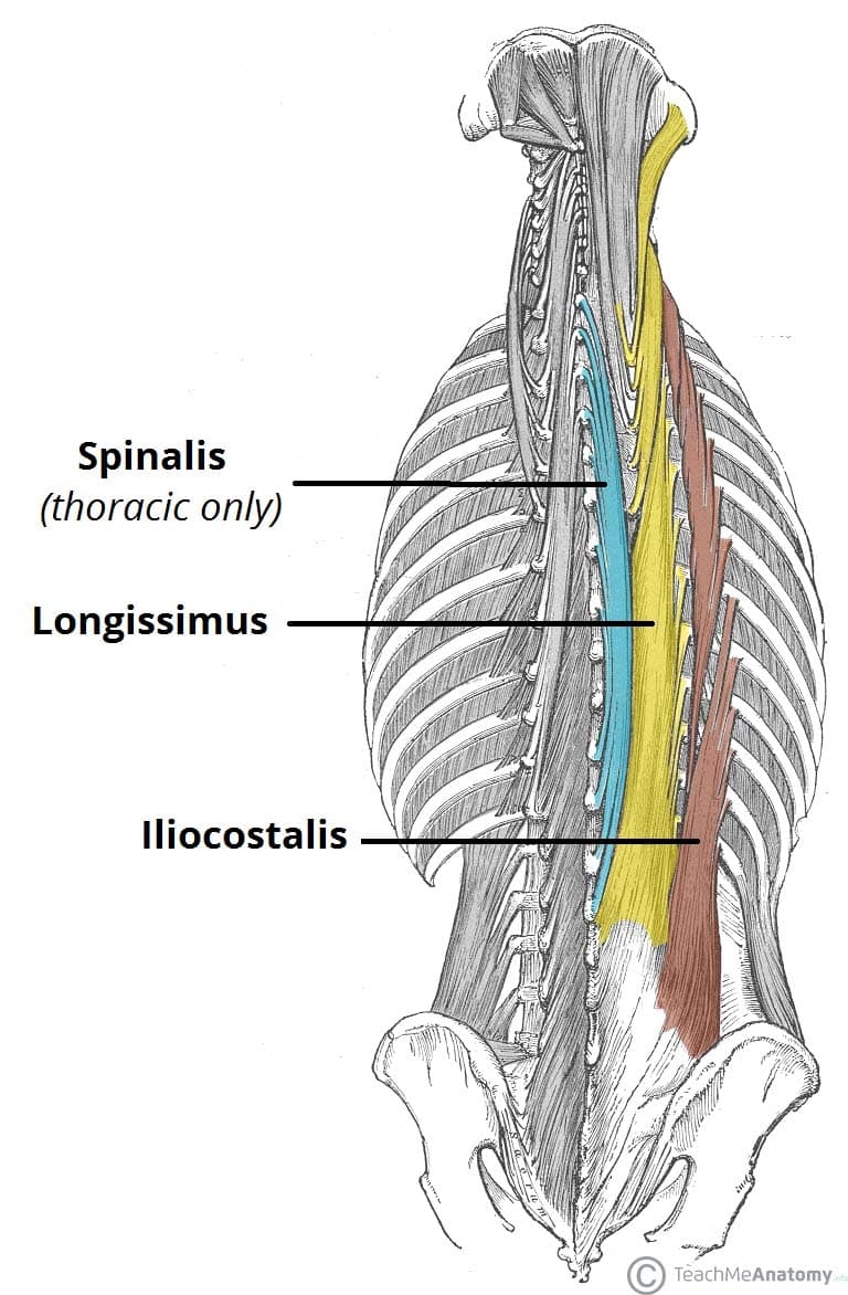 The Intrinsic Back Muscles Attachments Actions TeachMeAnatomy