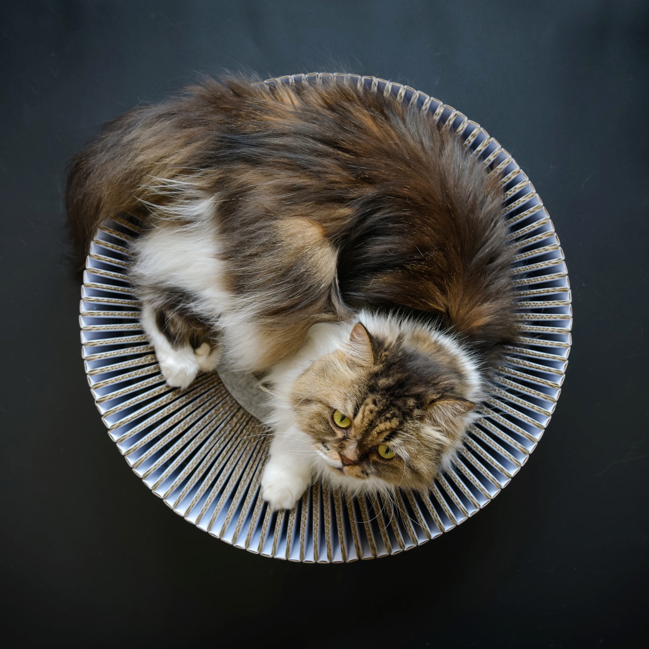 The KATRIS Nest Lets Your Cat Happily Lounge Rub And Scratch