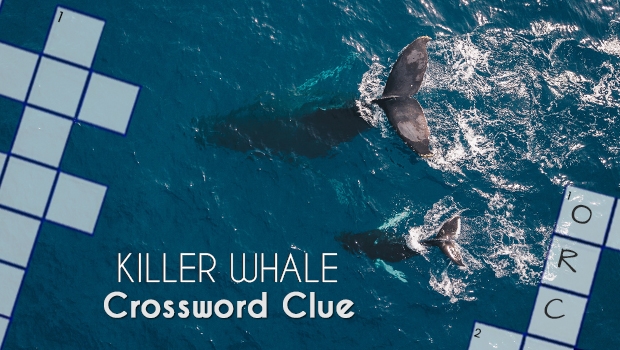 The Killer Whale A Fascinating Creature And A Crossword Puzzle Clue