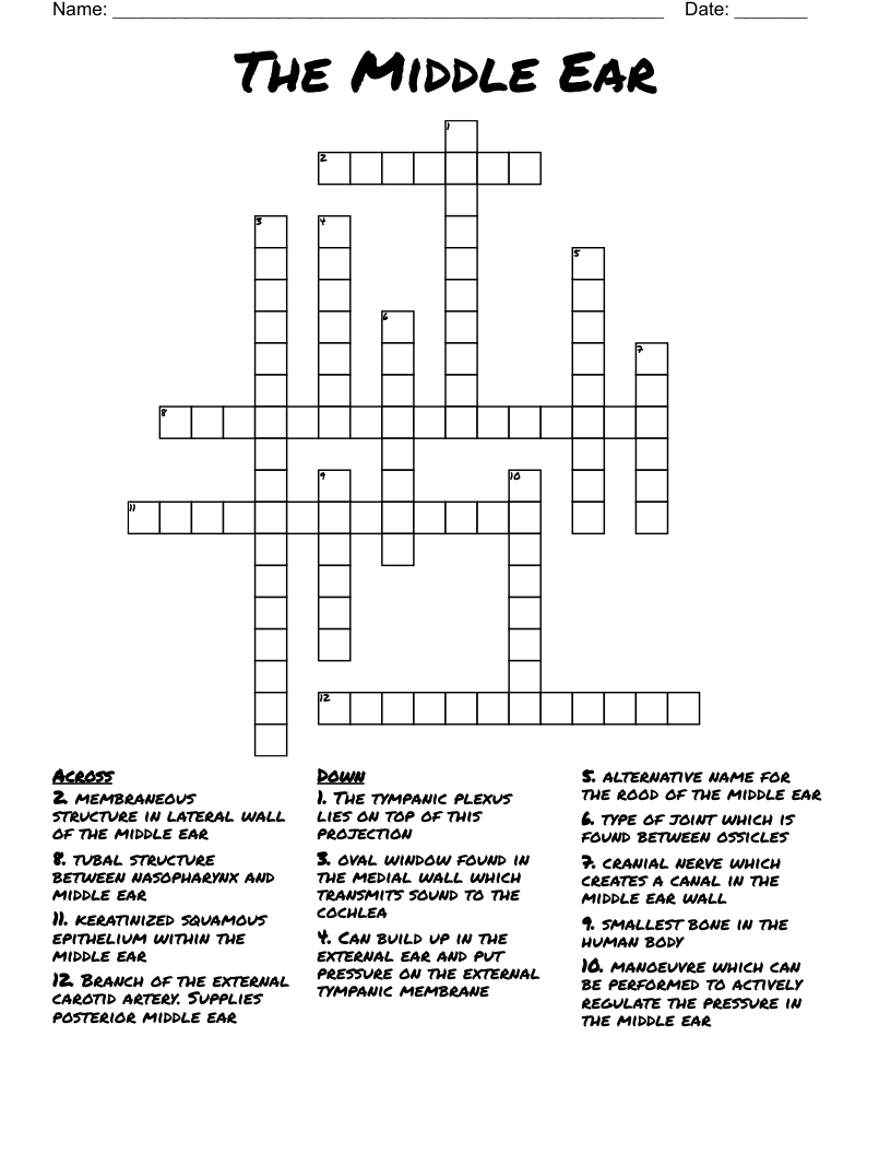 The Middle Ear Crossword WordMint The Middle Ear Crossword WordMint