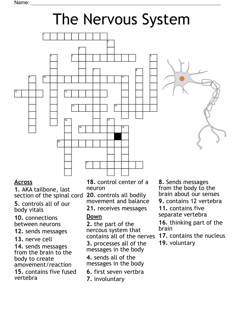 The Nervous System Crossword WordMint The Nervous System Crossword WordMint