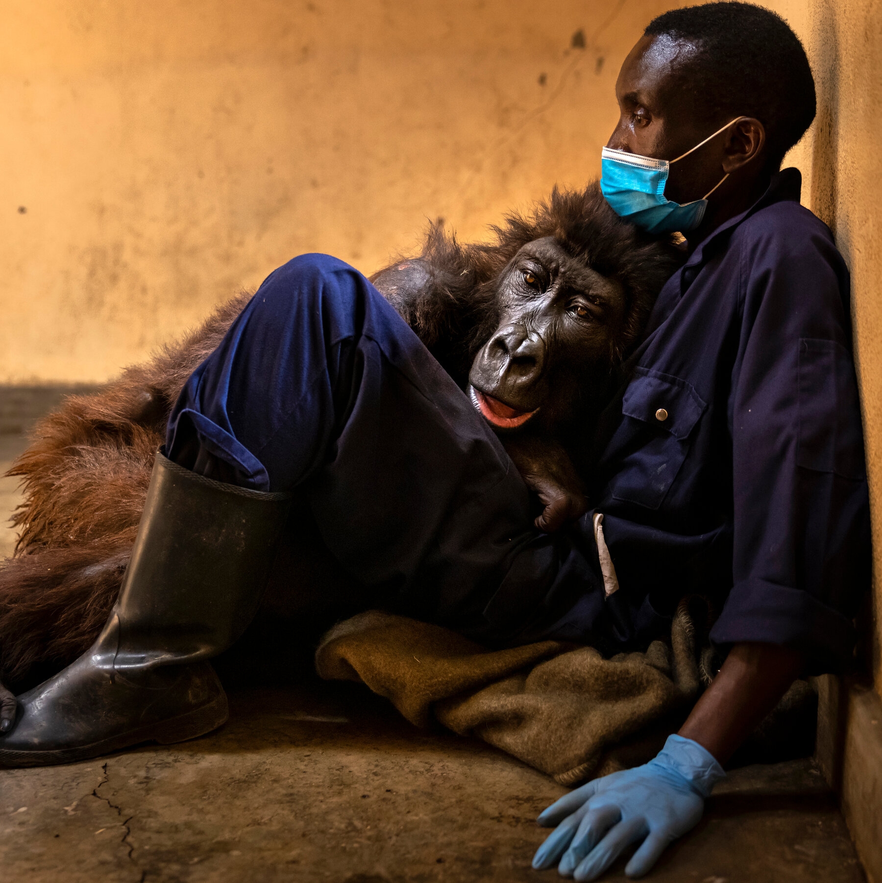 The Orphaned Gorilla That Touched The World The New York Times