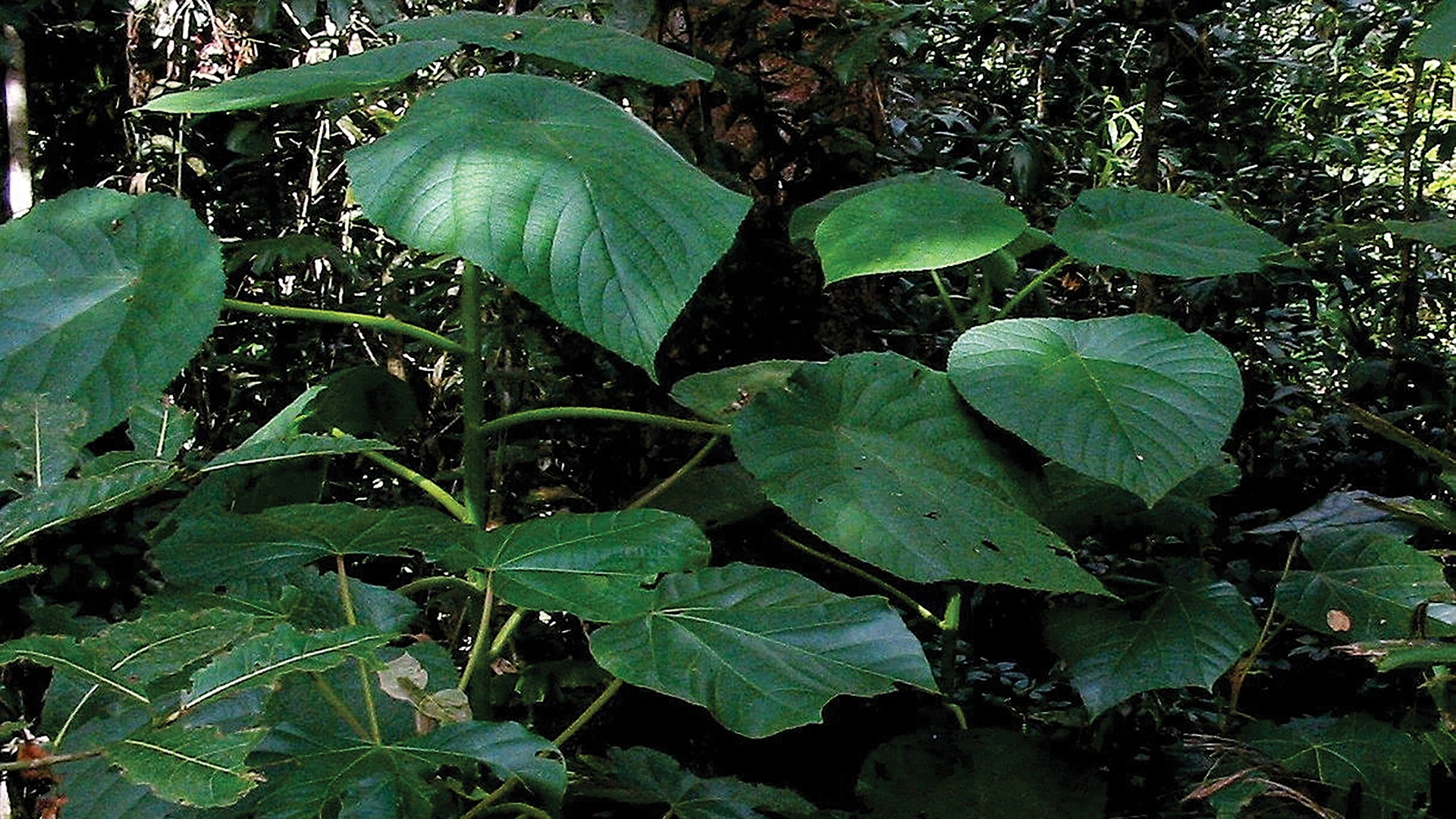 The Suicide Plant Signs Of The Times The Suicide Plant Signs Of The Times