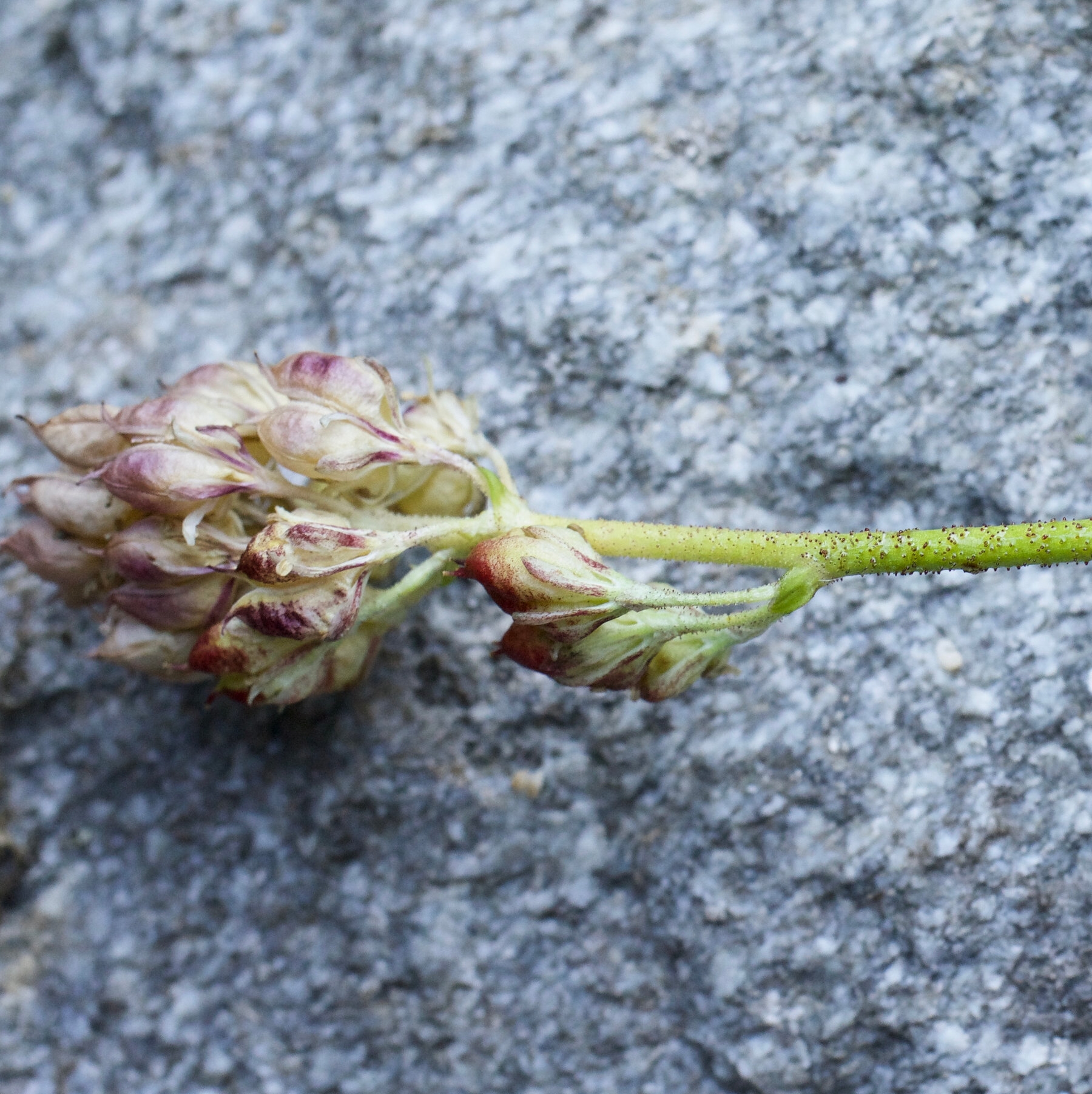 This Flower Hides A Secret It s Actually A Carnivore The New York Times