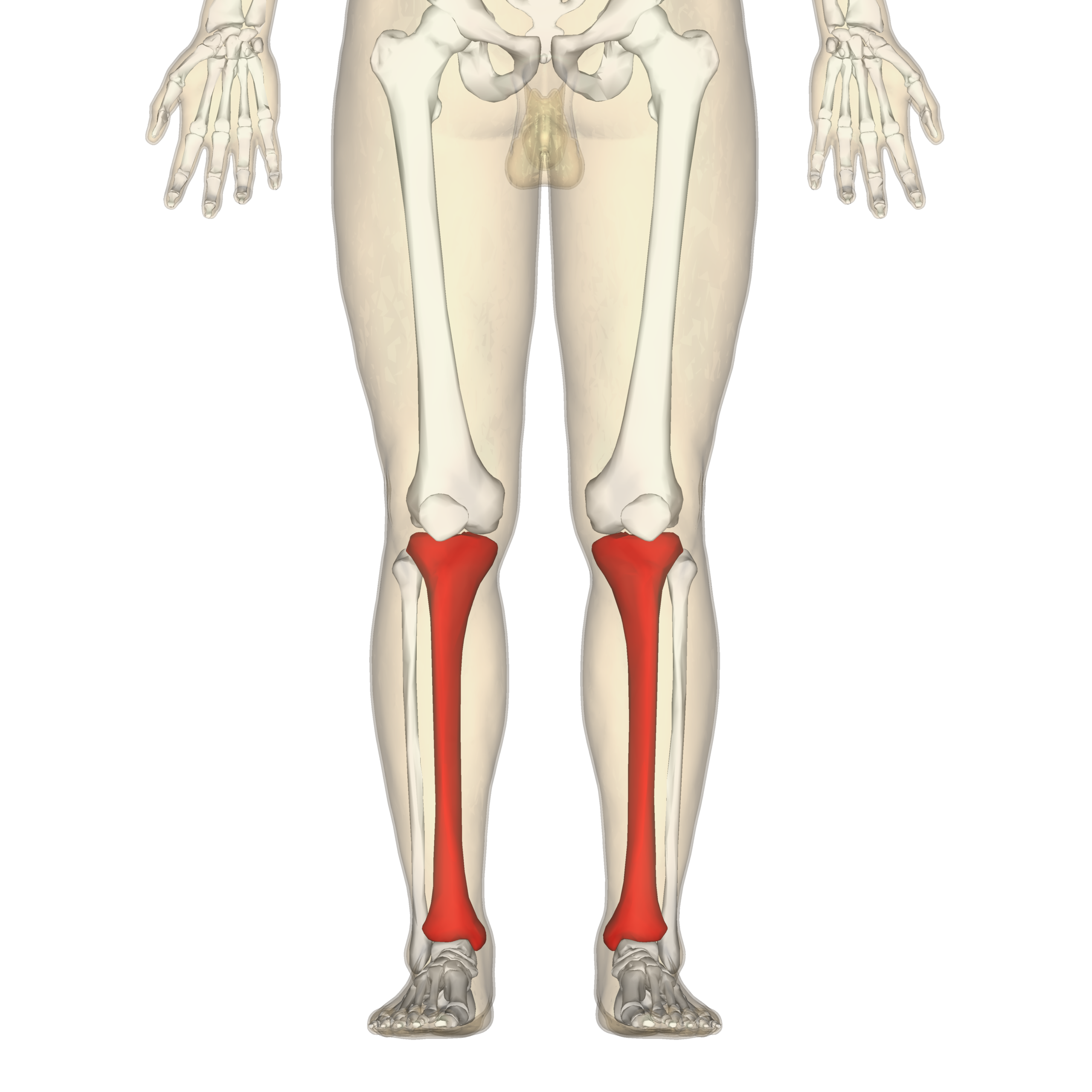 Tibia Wikipedia