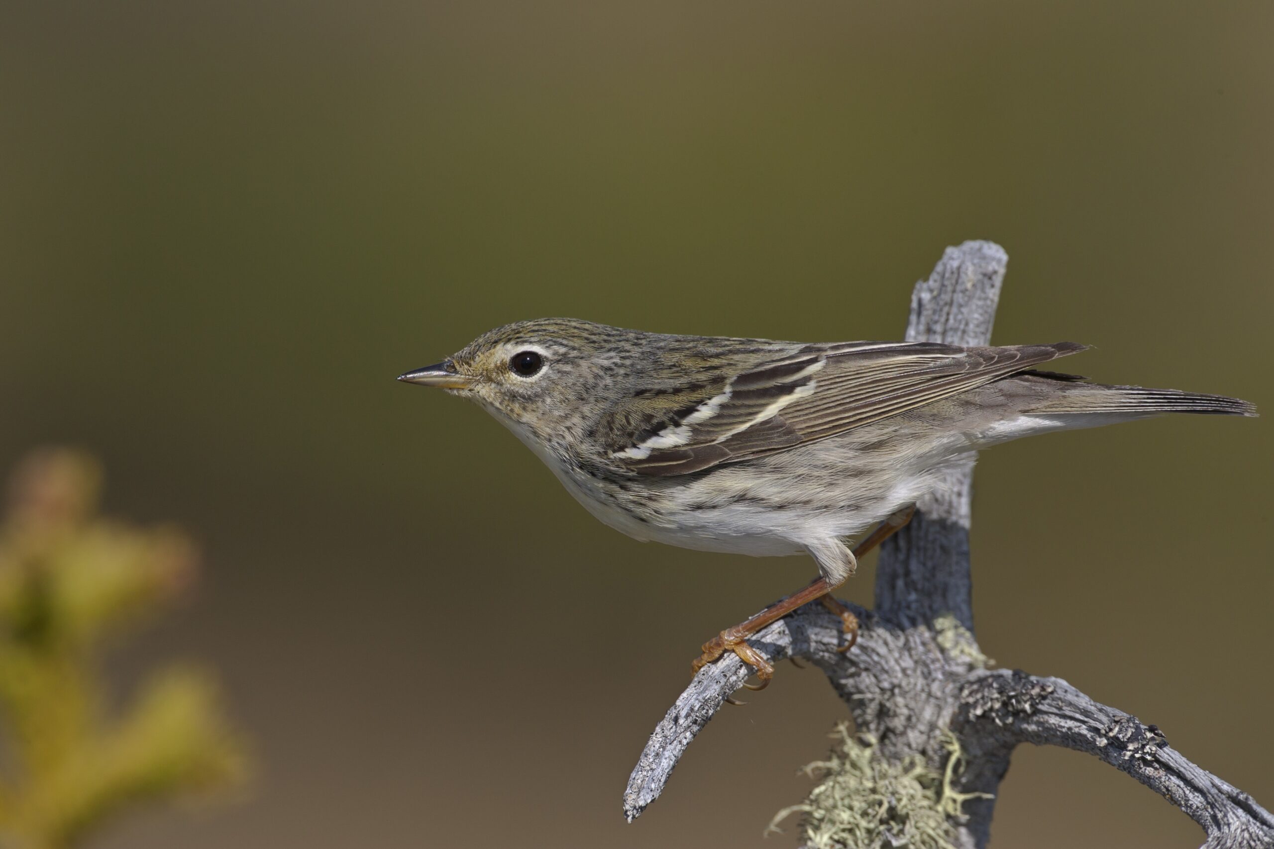Tiny Blackpoll Warblers Make Mind boggling Migration The Boston Globe