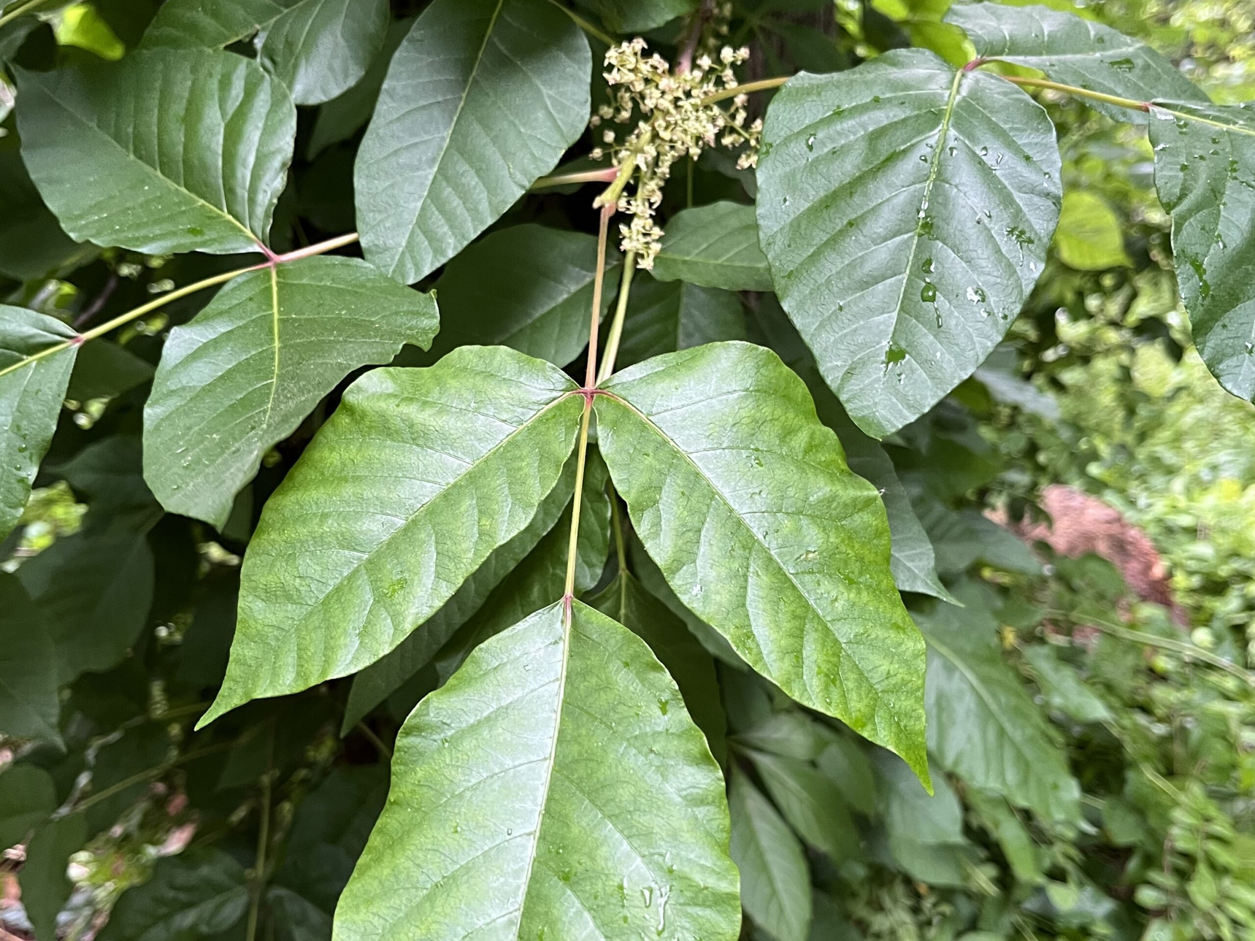 To Avoid The Itch Of Poison Ivy Leaves Of Three Let It Be The Boston Globe