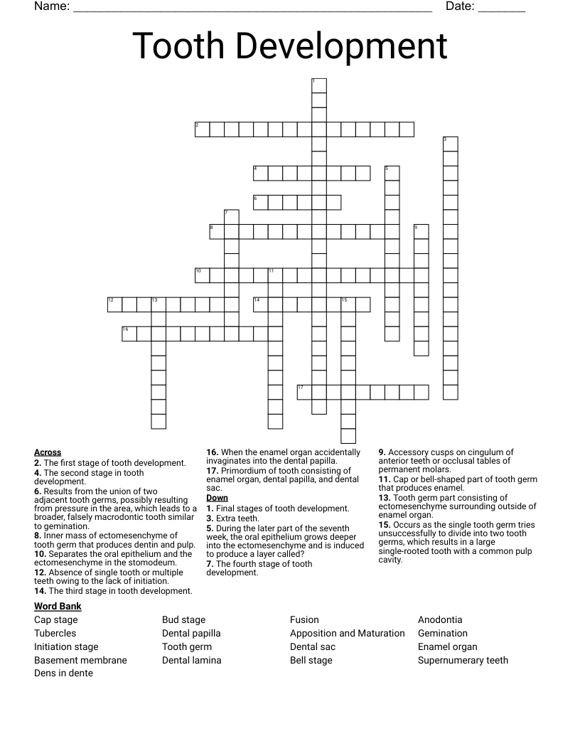 Tooth Development Crossword WordMint
