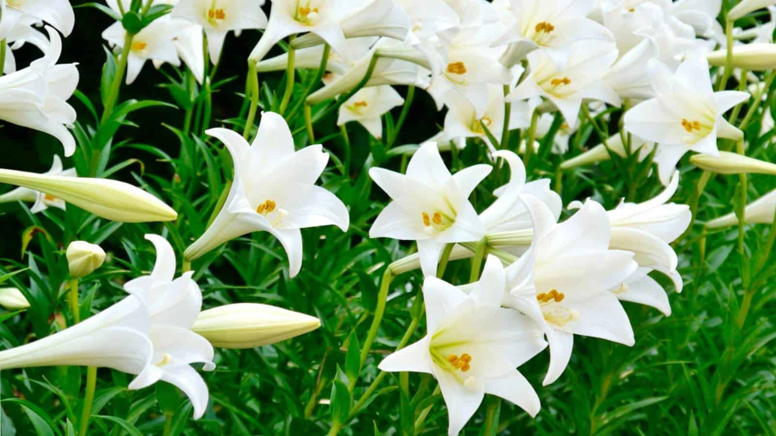 Types Of Lilies 18 Stunning Lily Species For Your Garden Planet Natural