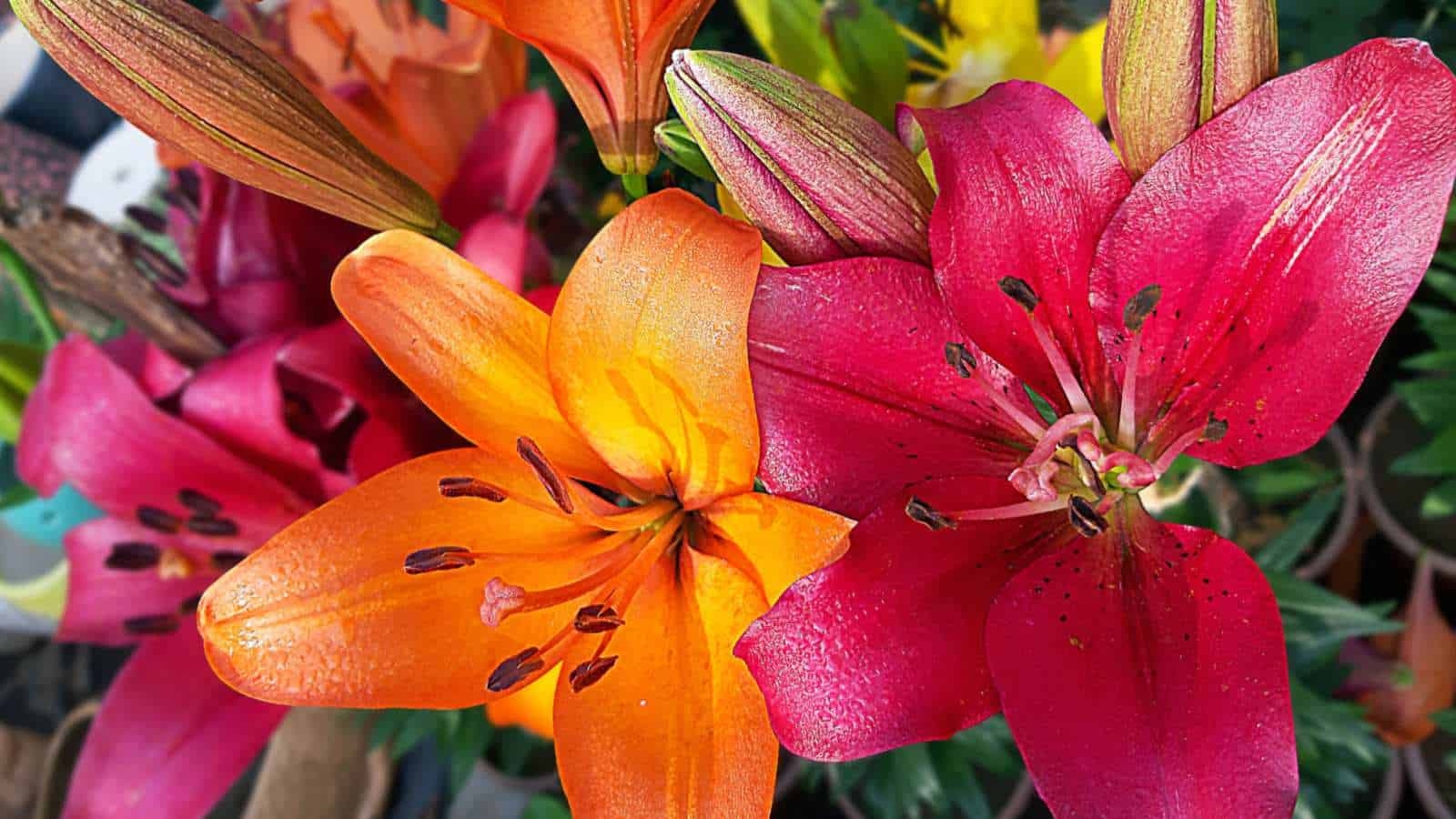 Types Of Lilies 18 Stunning Lily Species For Your Garden Planet Natural