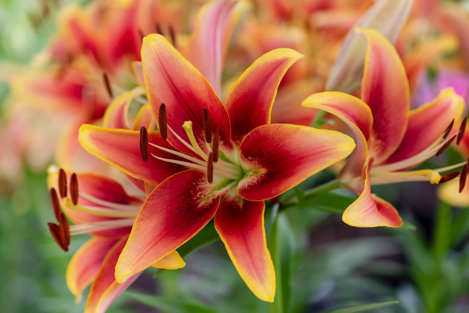 Types Of Lilies Asiatics Orientals Trumpets And More 
