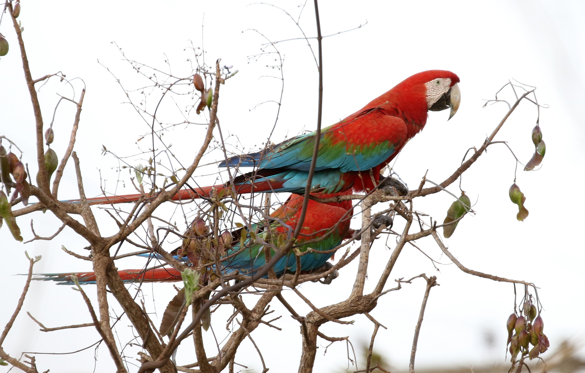 Typical Macaws Genus Ara INaturalist