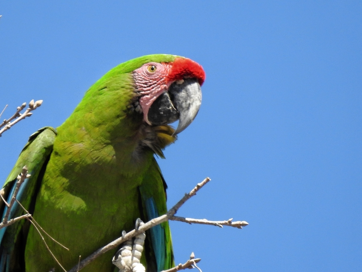 Typical Macaws Genus Ara INaturalist