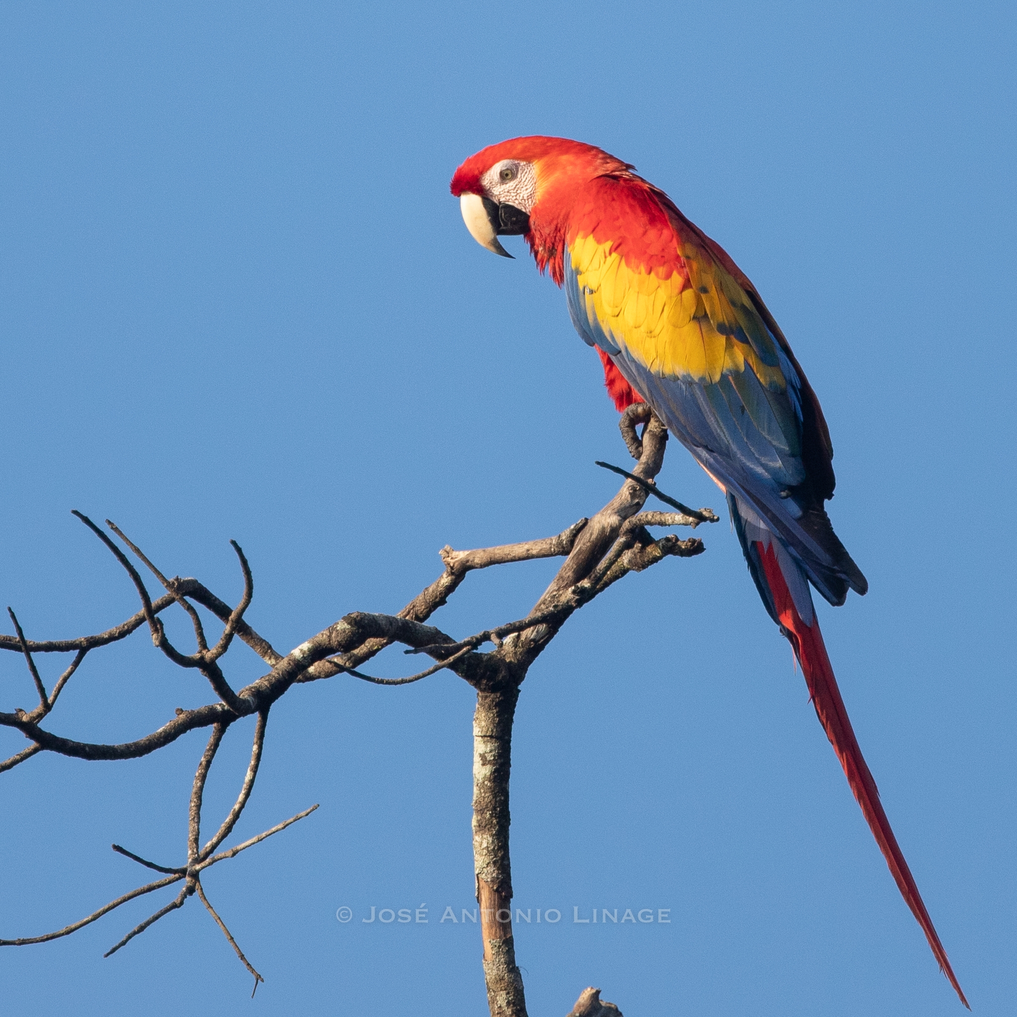 Typical Macaws Genus Ara INaturalist